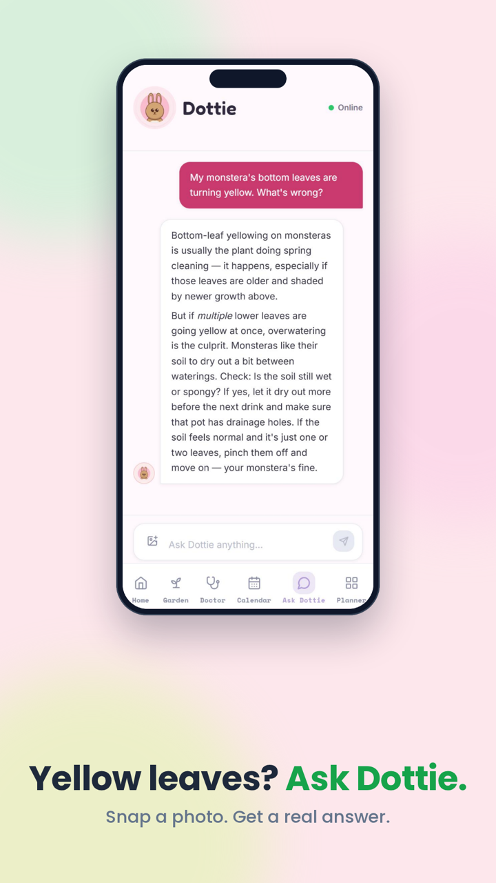 Ask Dottie chat screen answering a plant care question